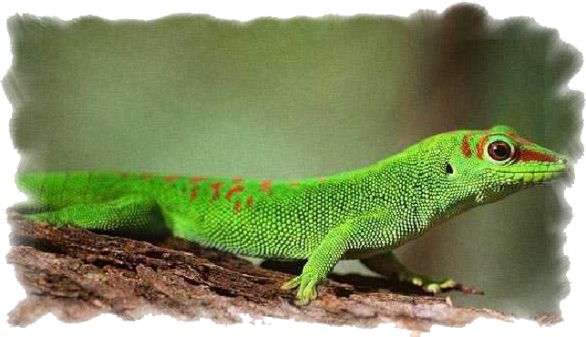 Phelsuma2 Phelsuma2