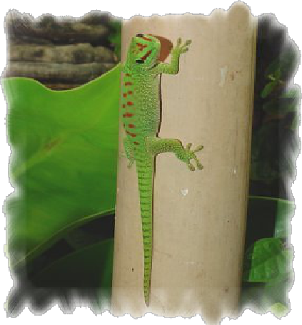 phelsuma phelsuma